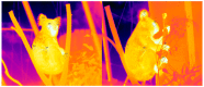 Thermal Image Of Koala Bear