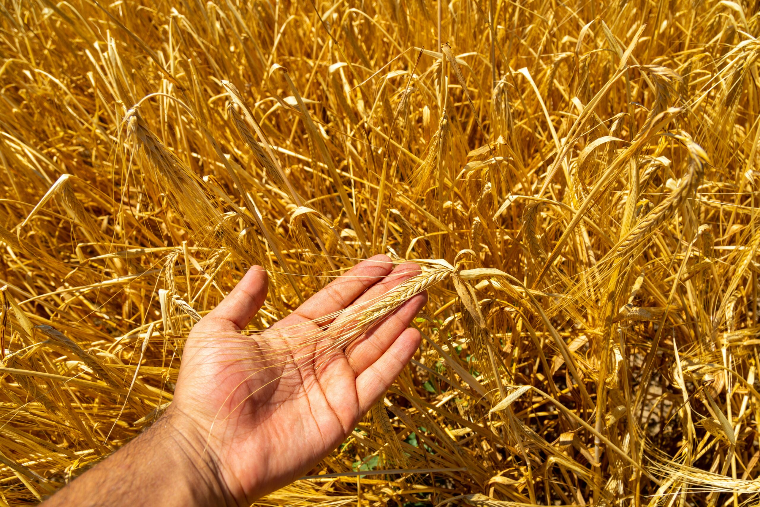 A Hand Holding A Stalk Of Wheat In A Field